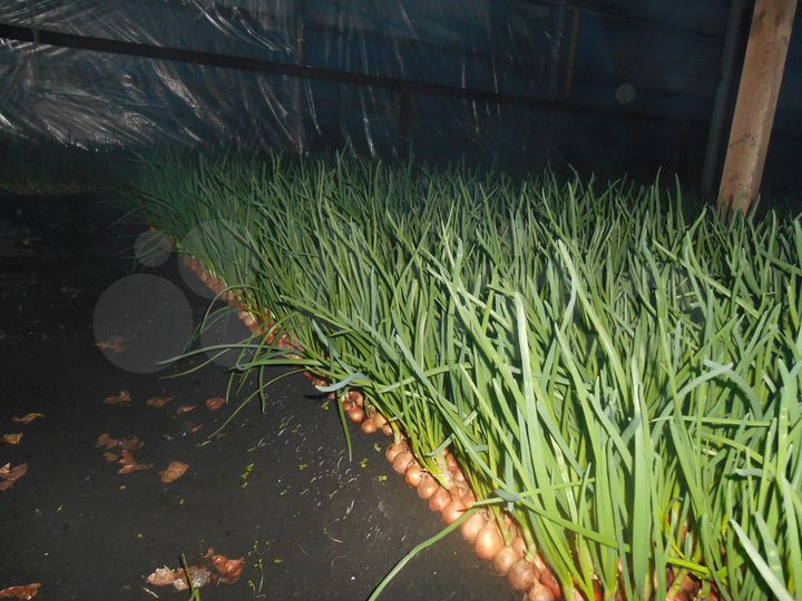 Дом 65 м² на участке 15 сот.