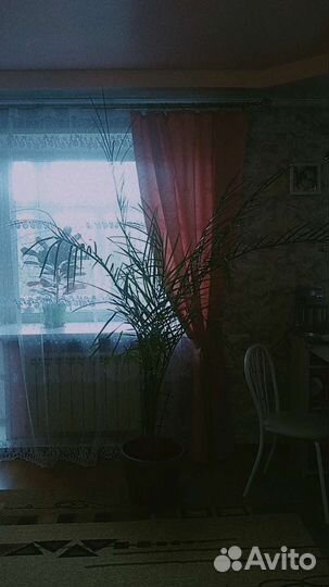 Финиковая пальма