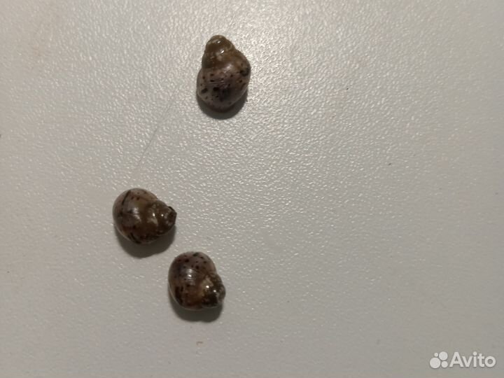 Улитка ахатина фулика