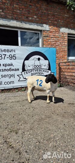 Овцы породы Дорпер