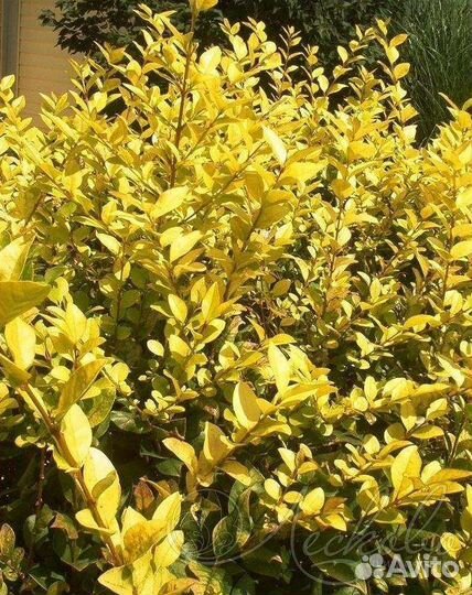 Бирючина золотистая