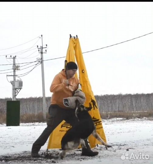 Восточноевропейская овчарка