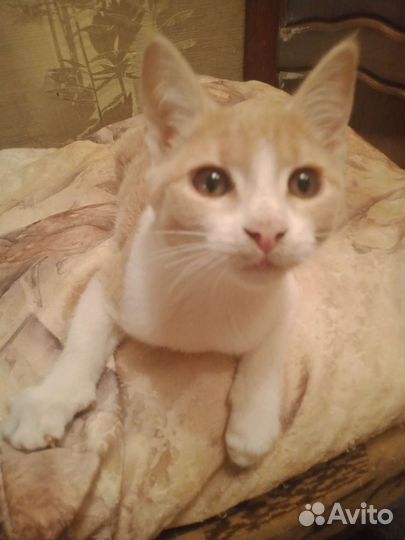 Котенок в дар