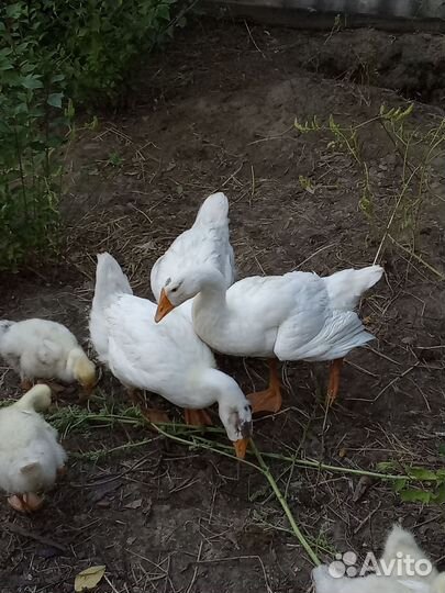 Гуси, Гусята