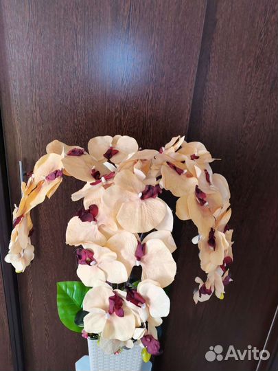 Композиция Орхидея