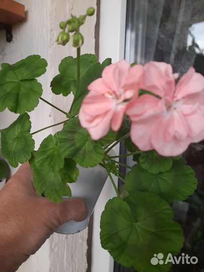 Пеларгония 'Tara Caws'