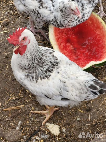 Петушки Маран и Пушкинской породы