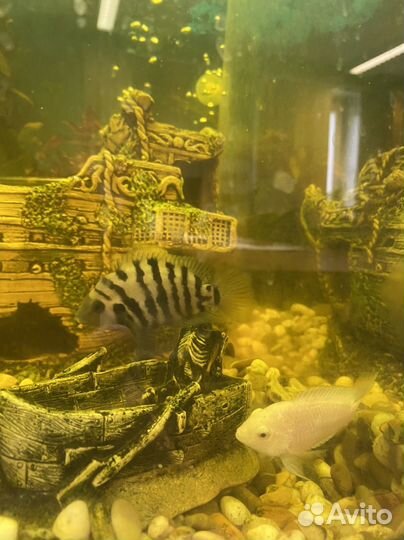 Аквариумные рыбы цихлиды