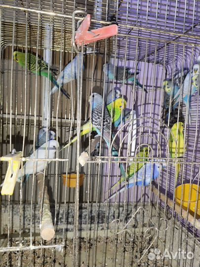 Волнистый попугай