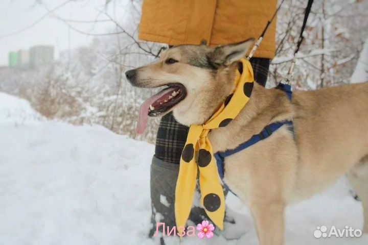 Совсем молодой веселый активный парнишка ищет дом