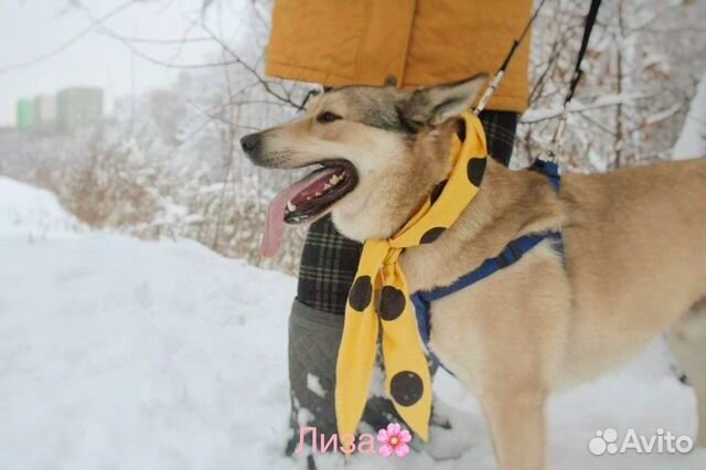 Совсем молодой веселый активный парнишка ищет дом