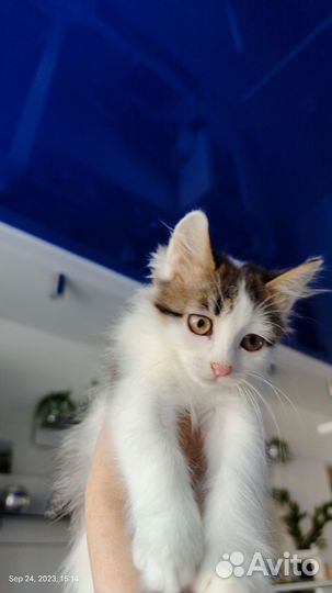 Котята в добрые руки бесплатно (мальчик 2,5 мес)