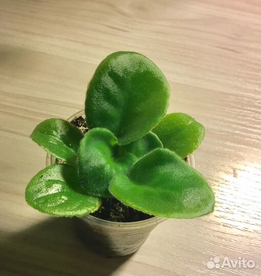 Детка фиалки малиновый йогурт