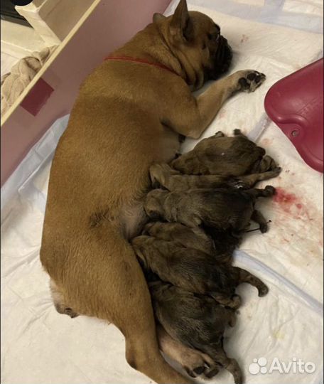 Кастрация и стерилизация котов кошек собак