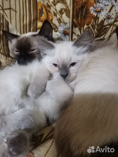 Тайские котята