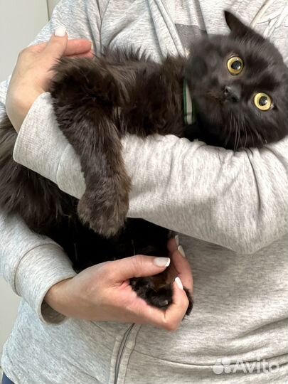 Вислоухий черный кот в дар