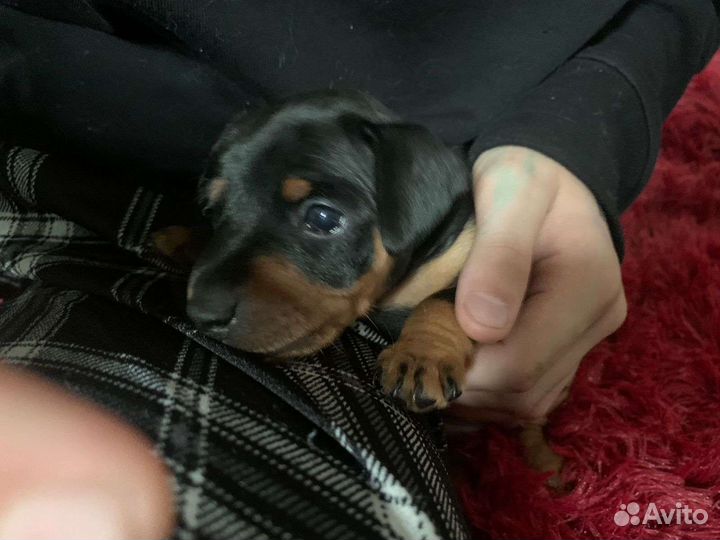 Щенки цвергпинчера