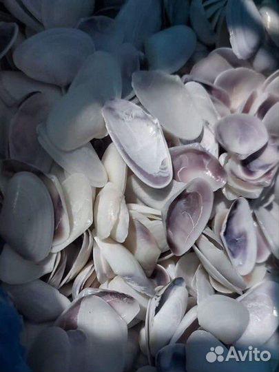 Морские ракушки раковины