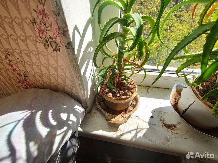 Алоэ лечебный