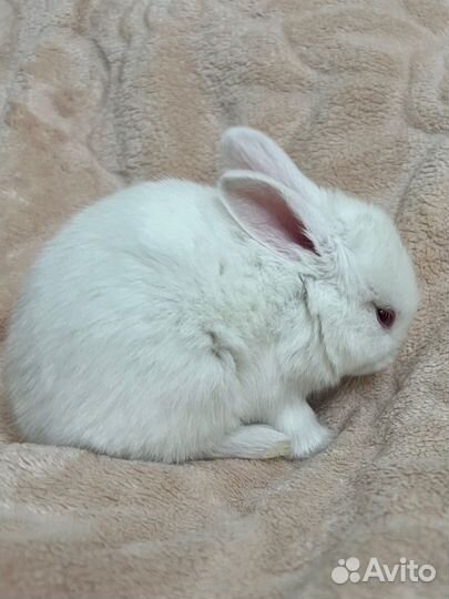 Декоративные кролики