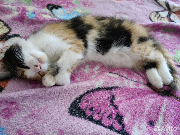 Котята в добрые руки бесплатно