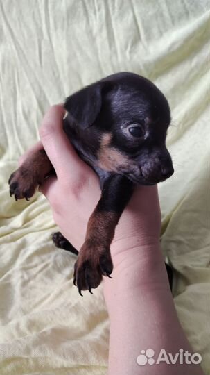 Той-терьер щенки