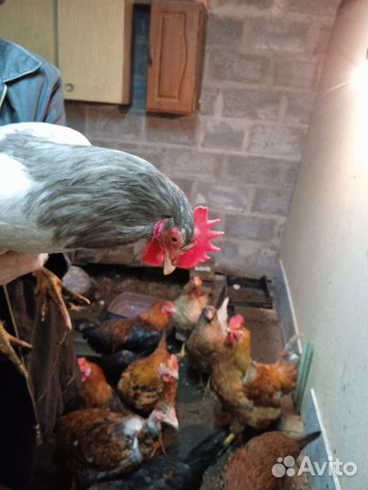 Молодые петухи