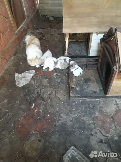 Померанский шпиц медвежьего типа