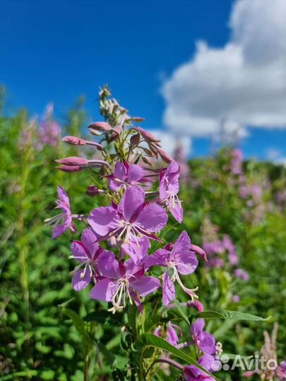 Иван чай ферментированный
