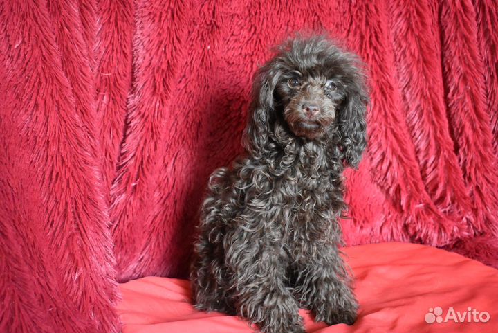 Той пудель - девочка горький шоколад