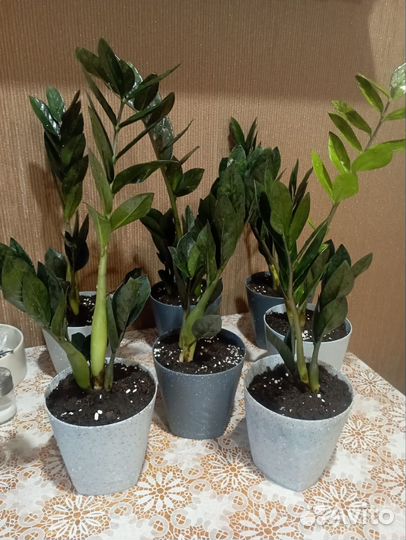 Замиокулькас черный равен