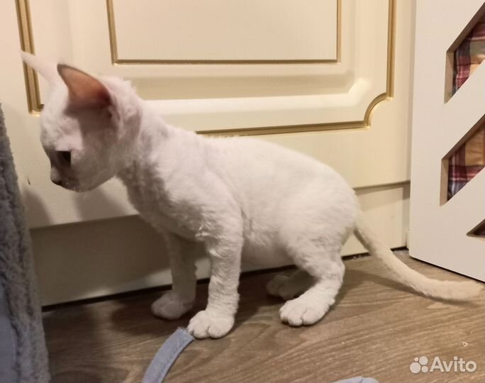 Девон-рекс котик