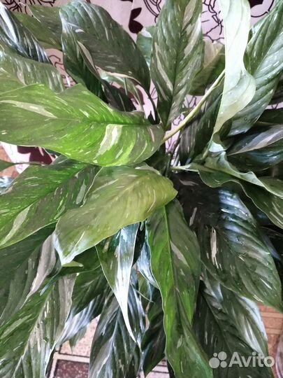 Спатифиллум