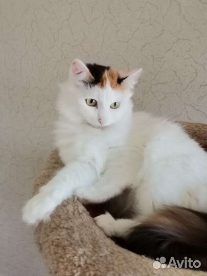 Красавица Белка