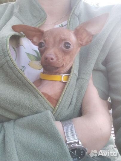 Мини той-терьер