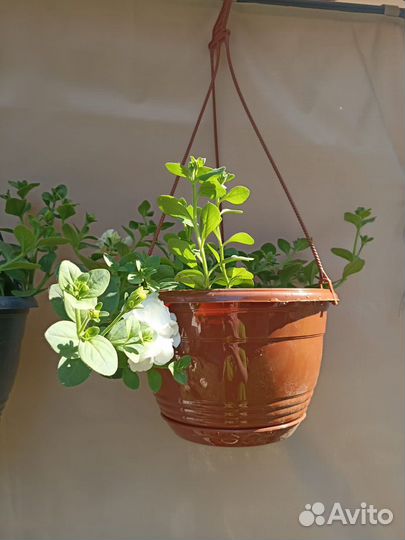 Рассада петунии