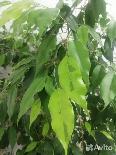 Фикус бенджамина моник голден