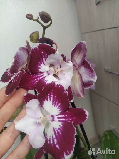 Орхидея фаленопсис биглип