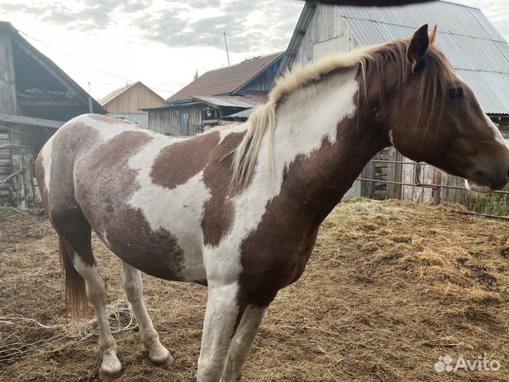 Лошади