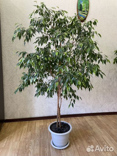 Комнатные растения