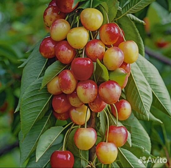 Черешня колоновидная