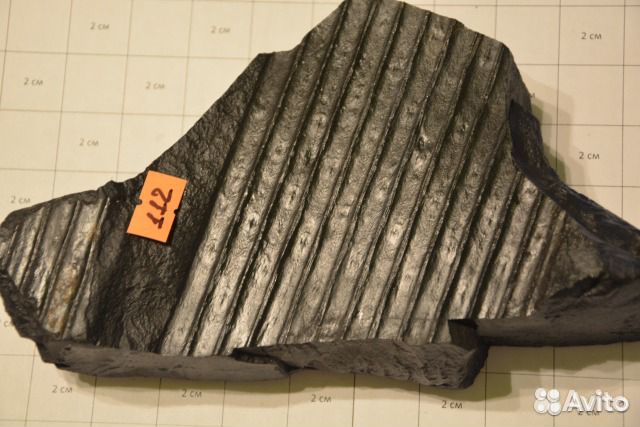 Сигиллярия Sigillaria sp. и Каламиты Calamites sp