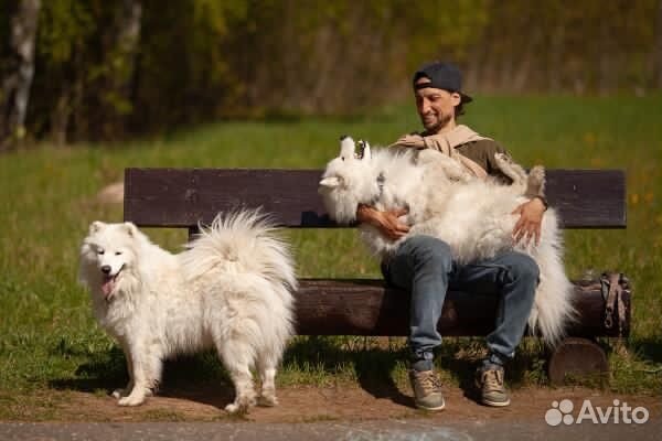 Щенки самоеда (от титулованных родителей )