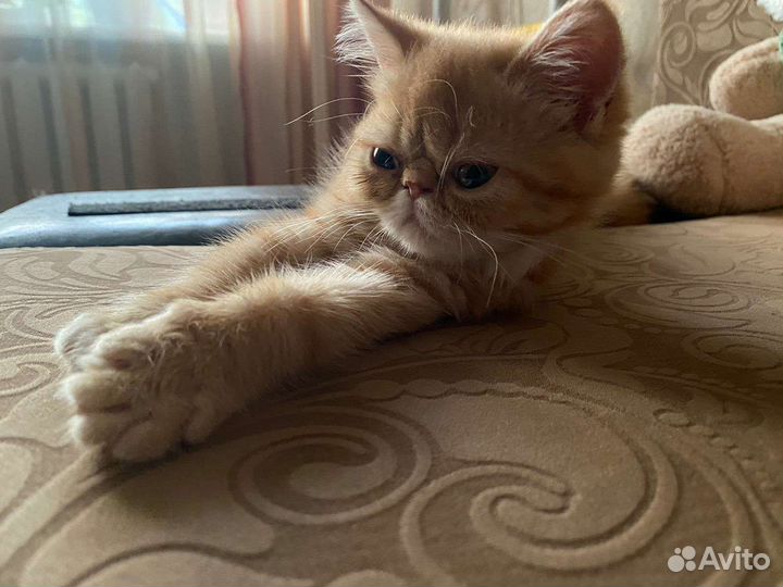 Котята экзоты девочка