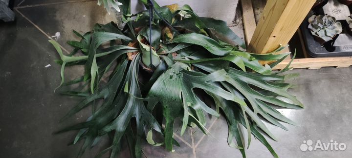 Платицериум 21/50 см