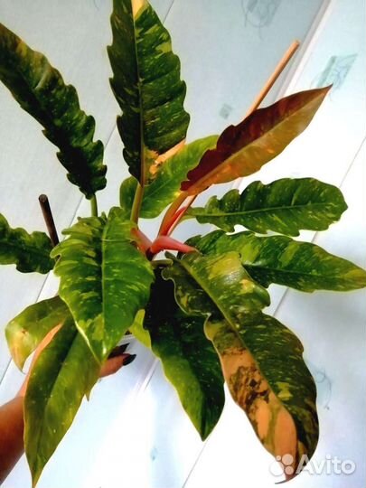 Филодендроны