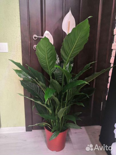 Спатифиллум королевский или женское счастье 24/115