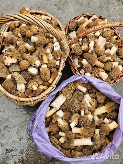 Грибы свежие сморчки
