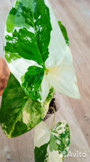 Сингониум Альба