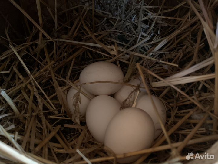 Домашние куриные яйца